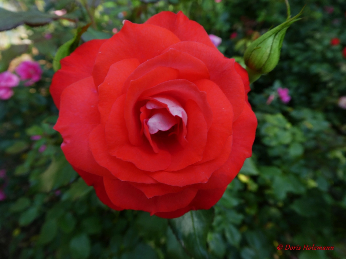 rot