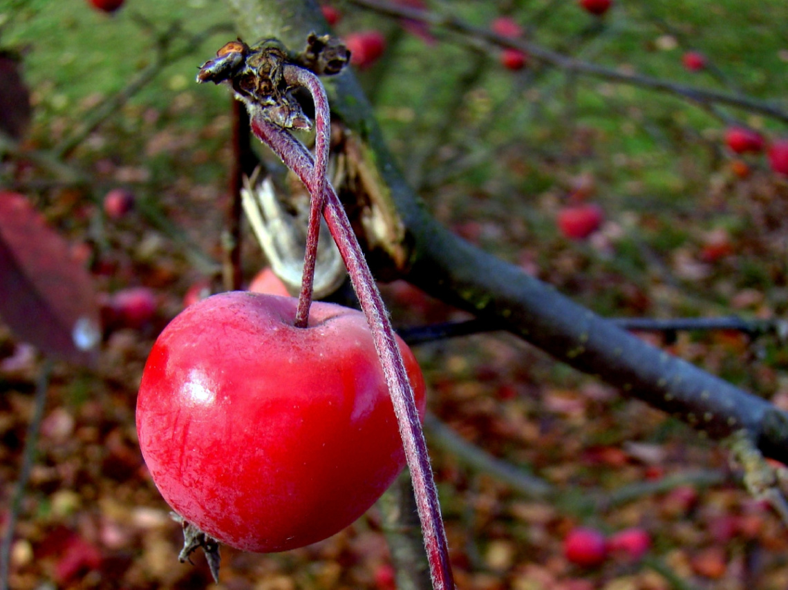 ZIERAPFEL