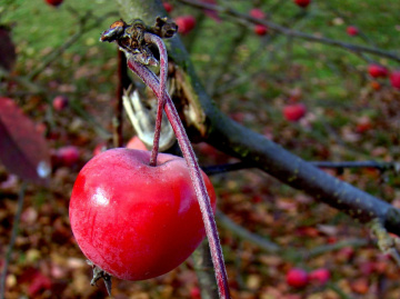 ZIERAPFEL