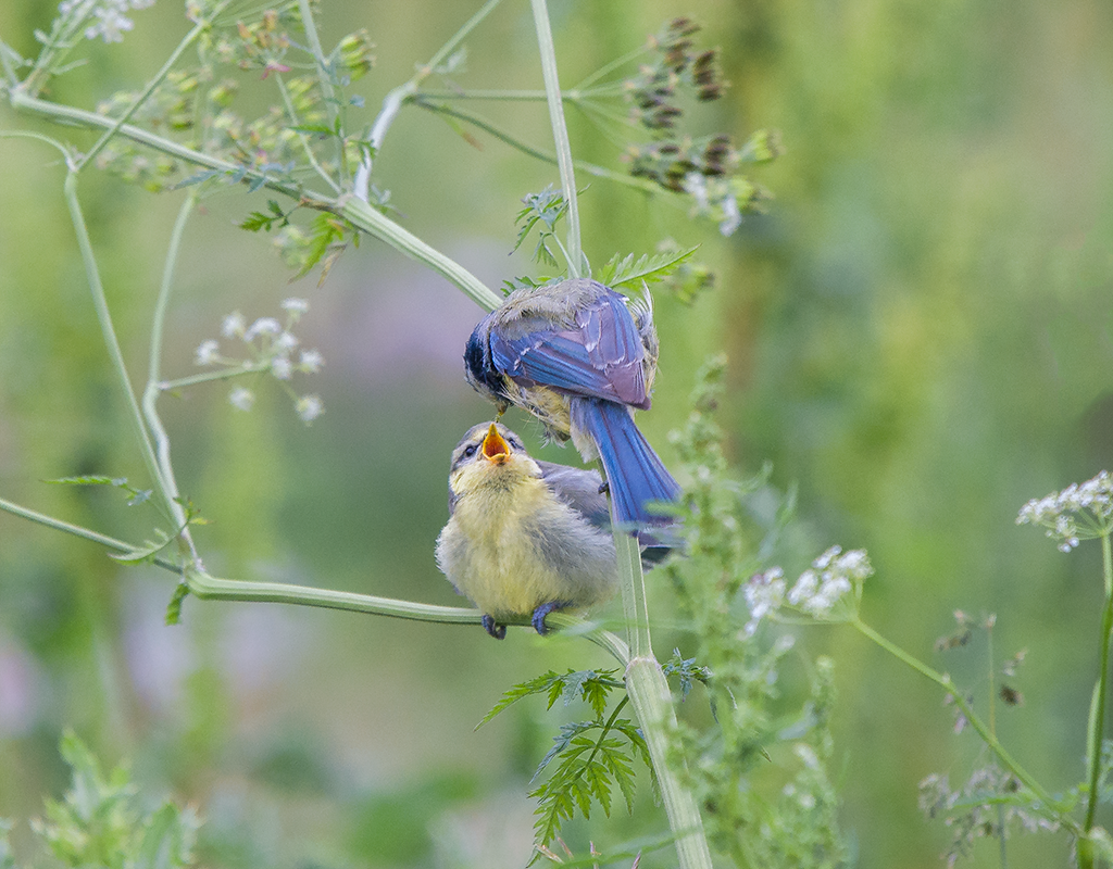 Cyanistes caeruleus