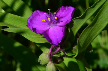 BLÜTE