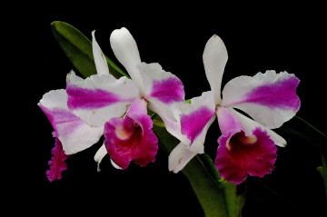 Orquídeas
