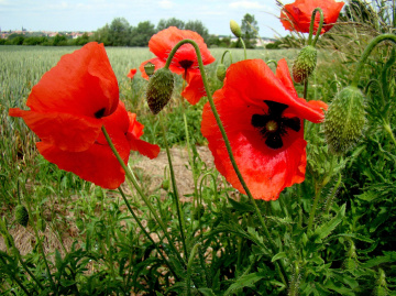 BLÜTEN