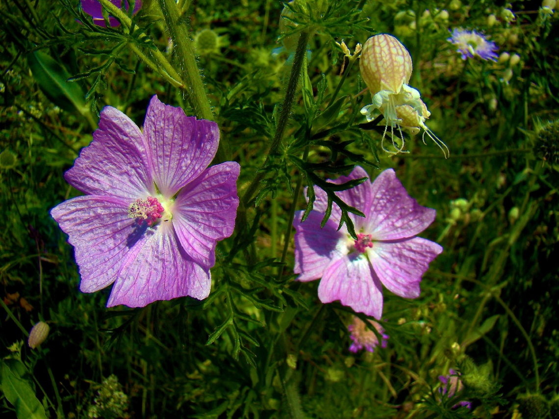 BLÜTEN