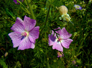BLÜTEN