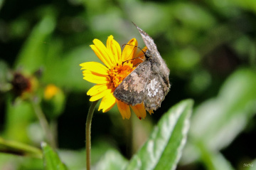Little Butterfly 