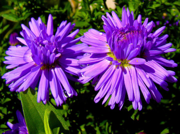 BLÜTEN