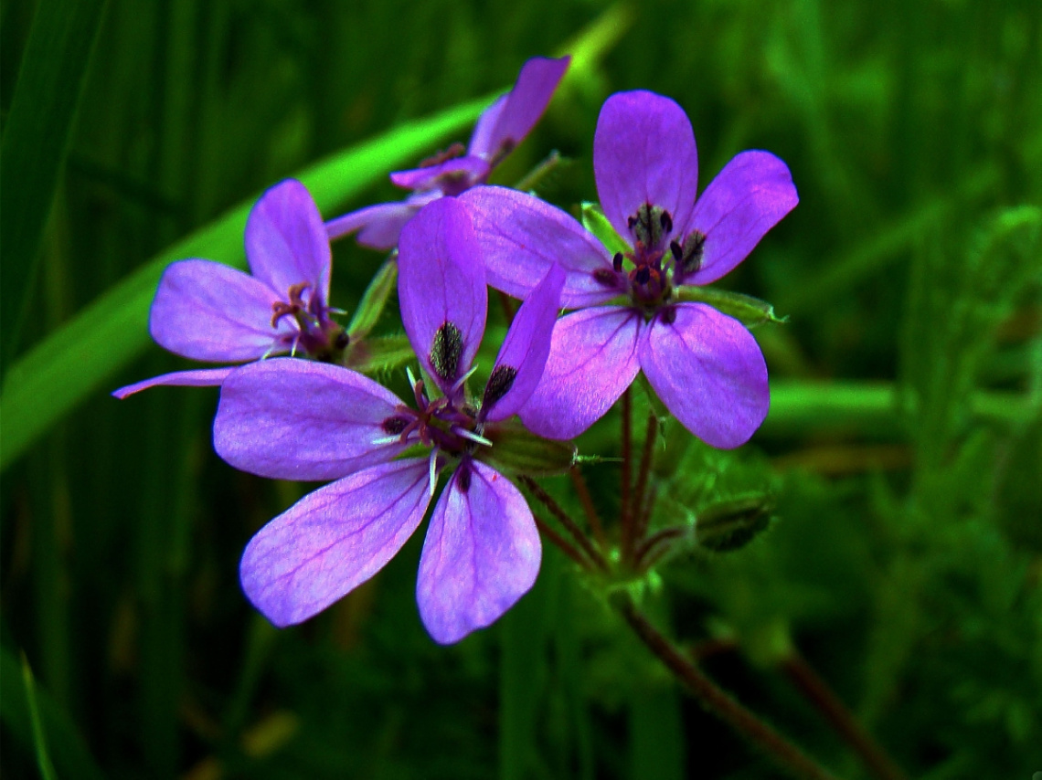 BLÜTEN