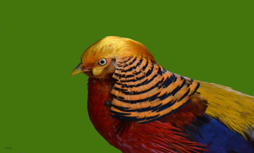 Chrysolophus pictus - Faisão Dourado