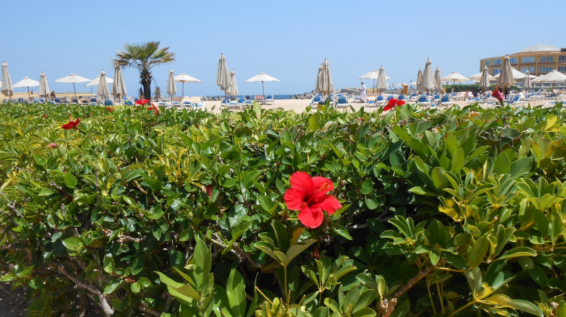 Egypt  - Alexandria