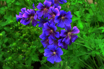 BLÜTEN