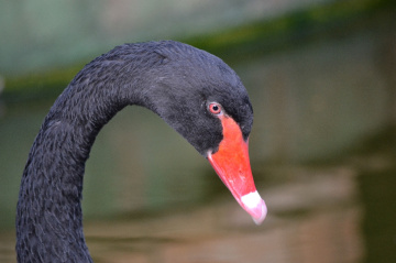 Black Swan