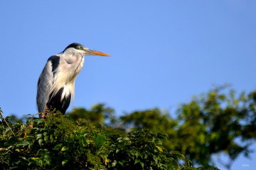 Ardea Cocoi