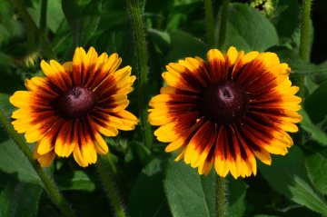 BLÜTEN