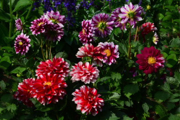 BLÜTEN