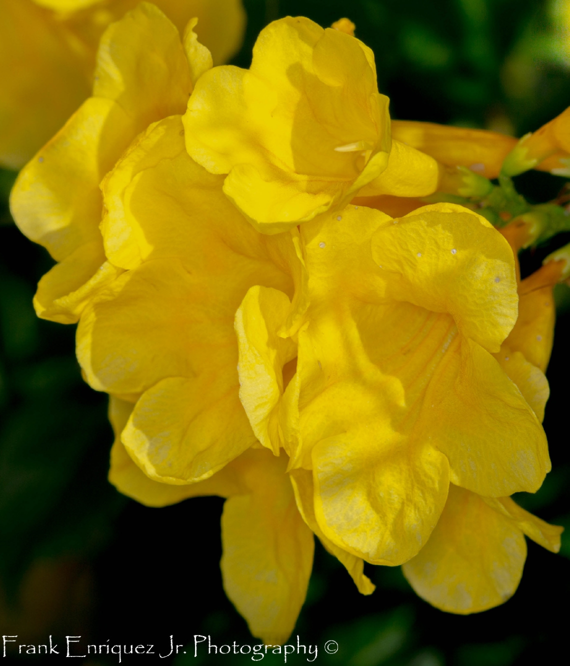 Mellow Yellow