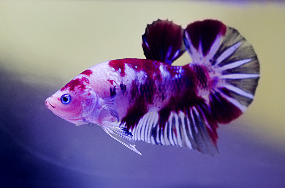 Betta Plakat Koi