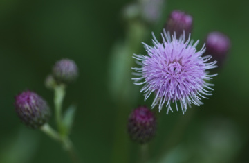 Purple ...