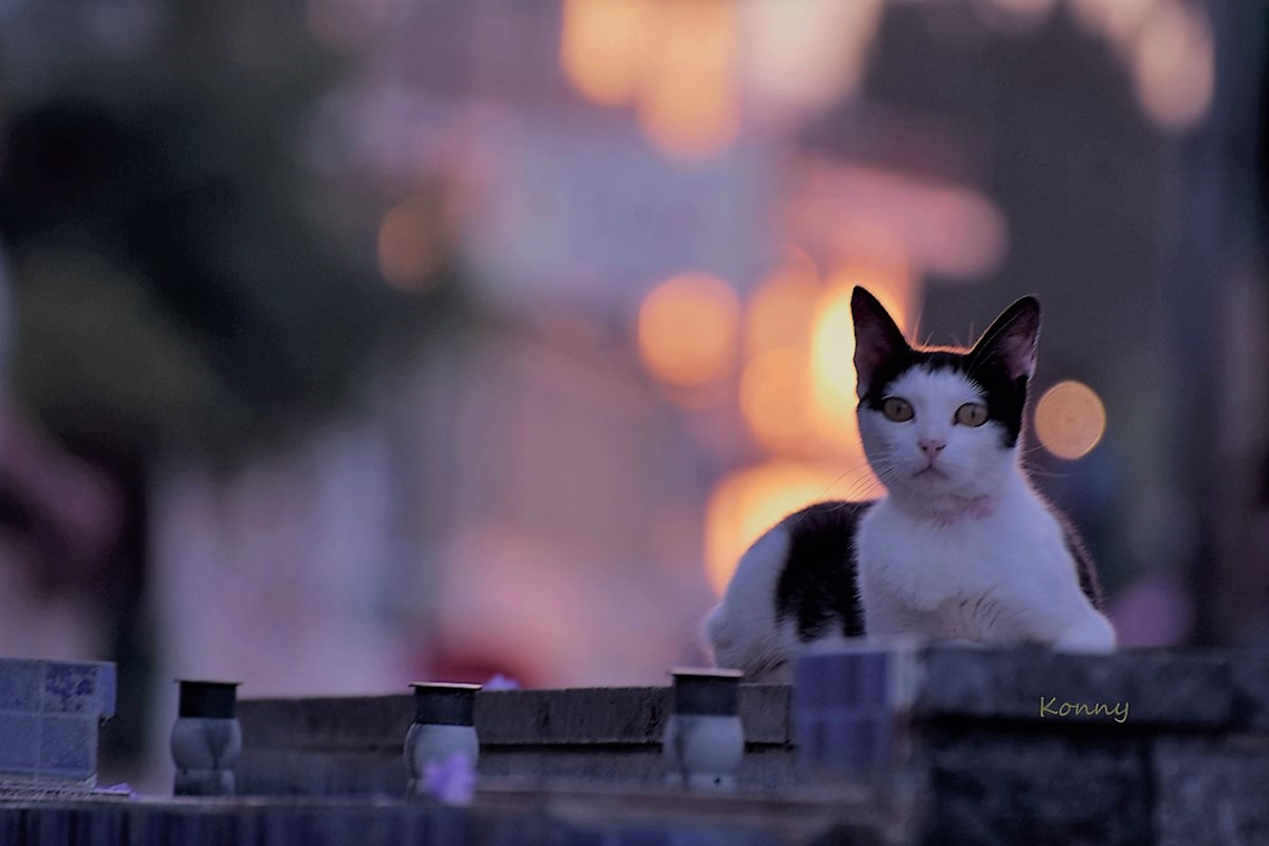 evening on the park bench .. :) 