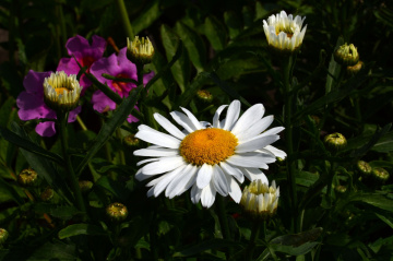 BLÜTEN