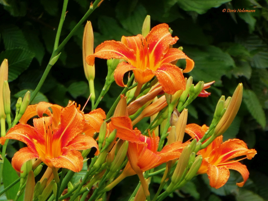 Blüten