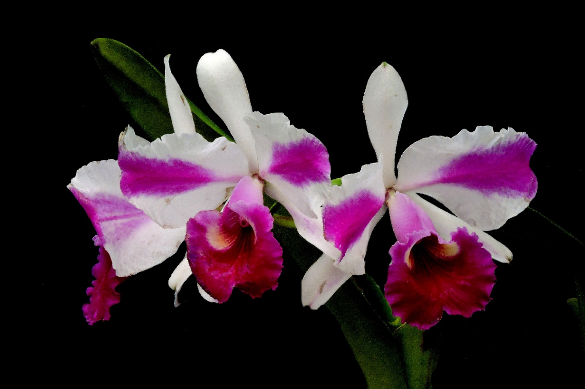 Orquídeas
