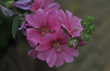 Pink....