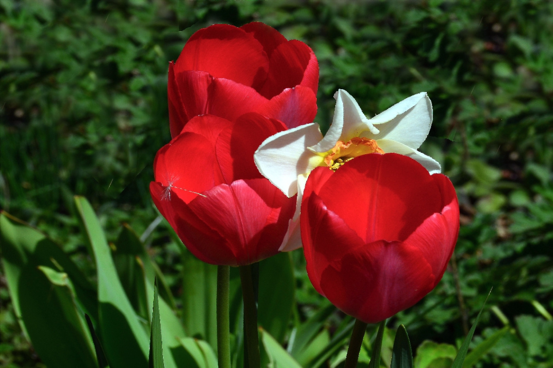BLÜTEN