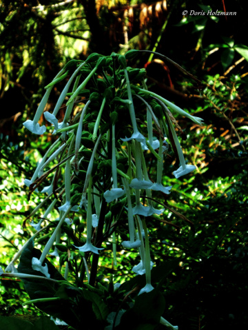 Blüten
