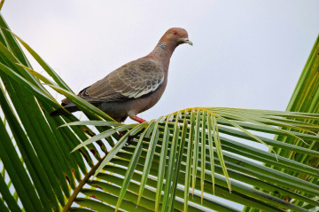 Picazuro Pigeon