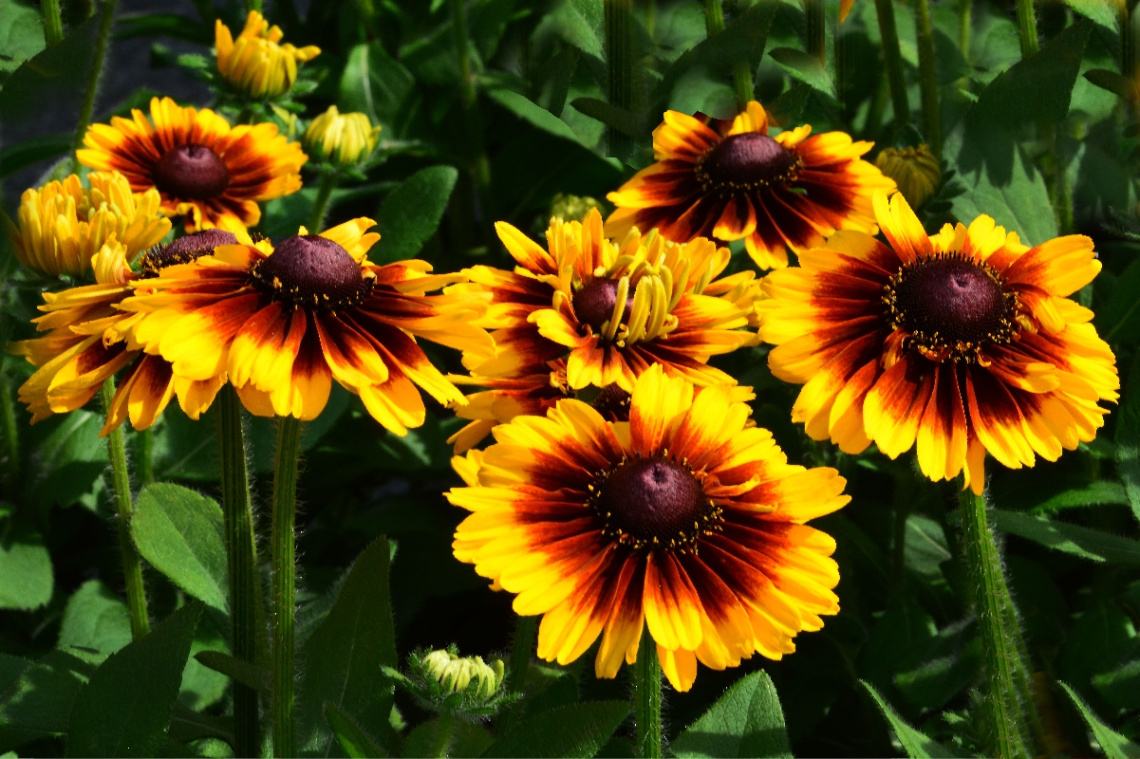BLÜTEN