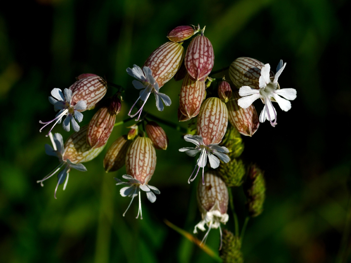 BLÜTEN