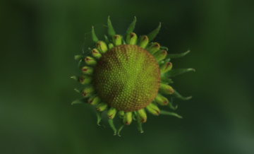 Green ....