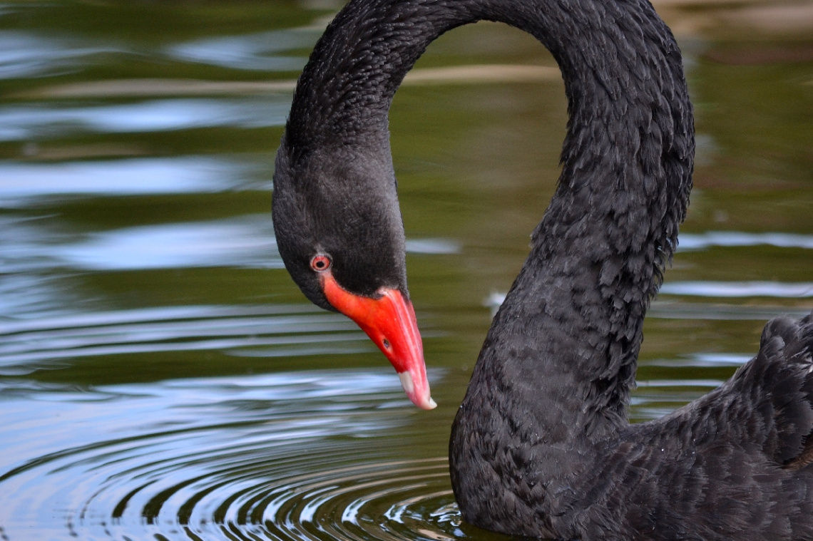 Cisne 