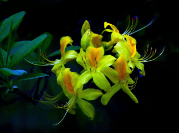 BLÜTEN