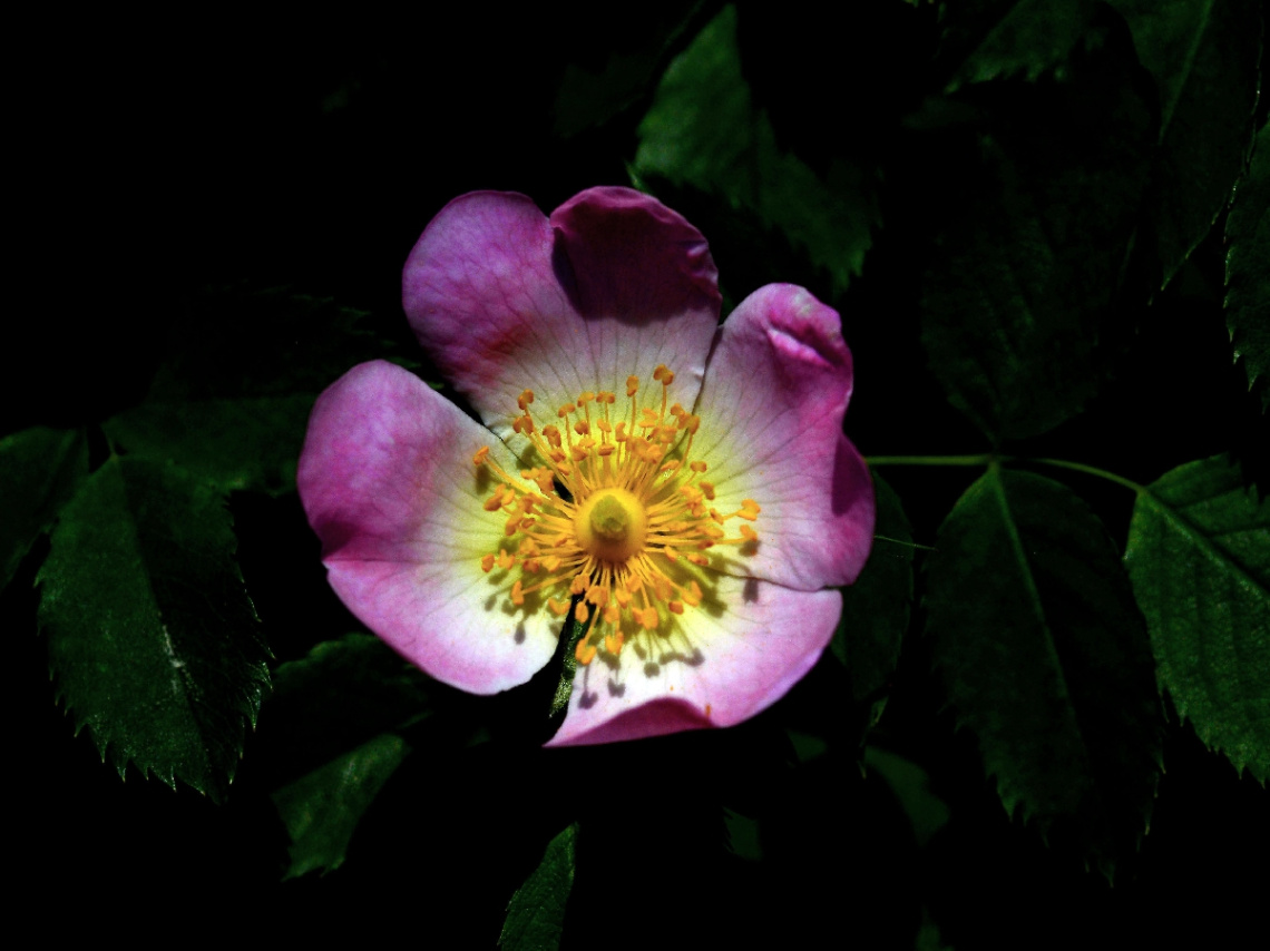 BLÜTE