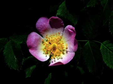 BLÜTE