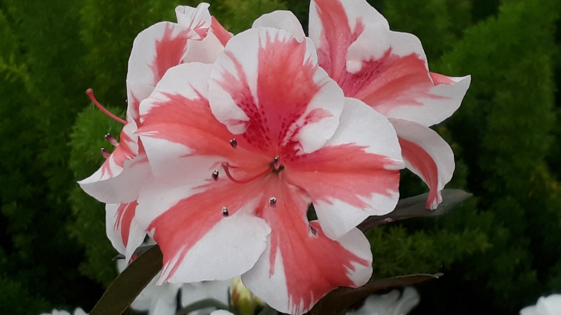 Azaléias