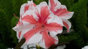Azaléias