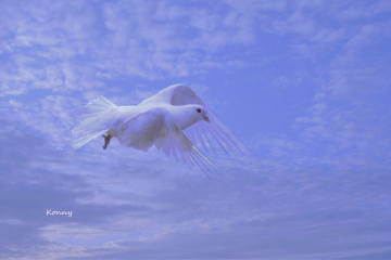 beyaz güvercin ... barış kuşu mu ? 