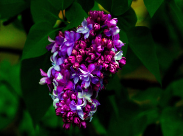 BLÜTEN