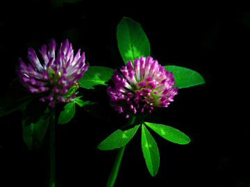 LICHT