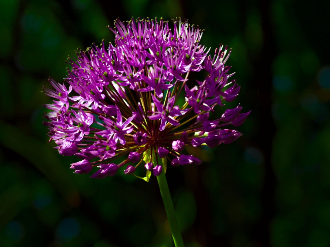 BLÜTEN