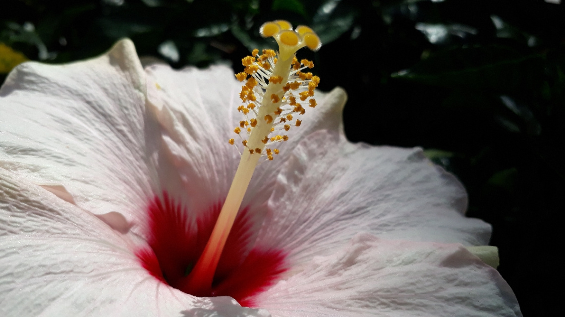 Hibiscus