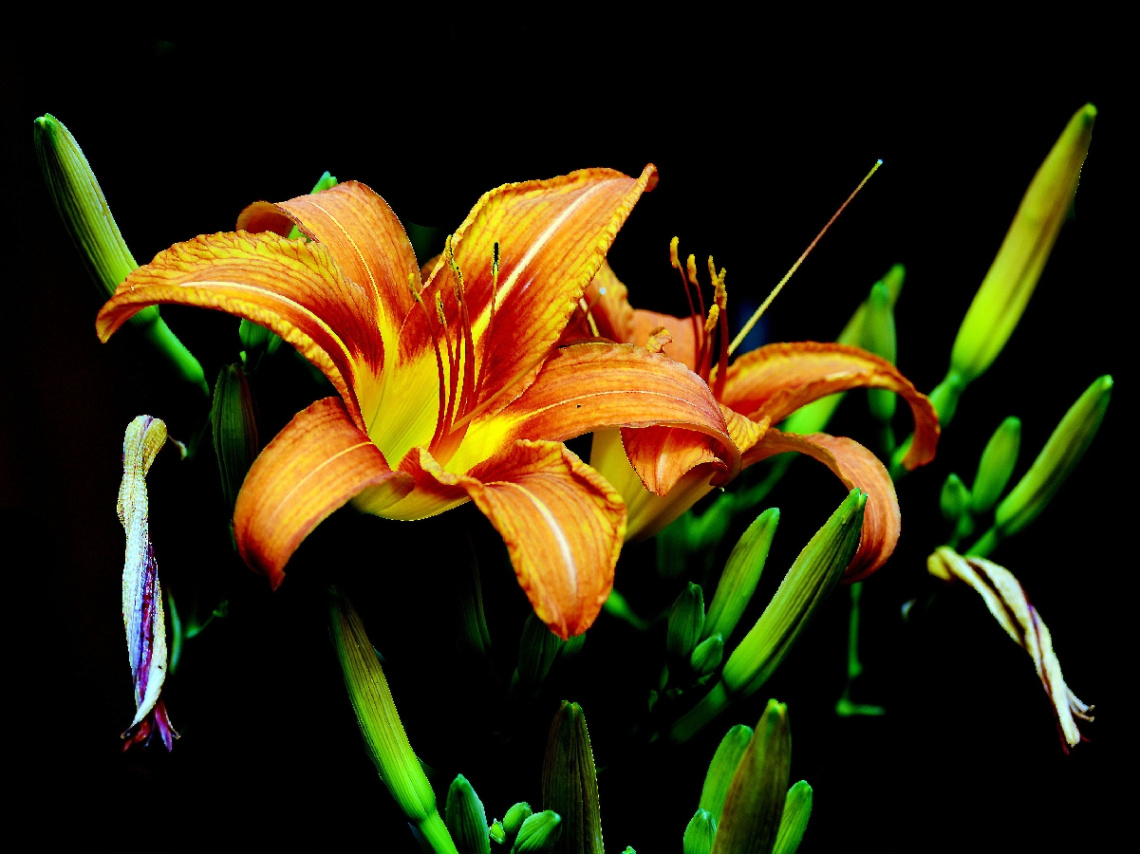 BLÜTEN