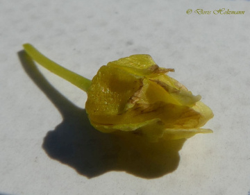 gelb