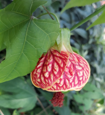 Lanterna chinesa