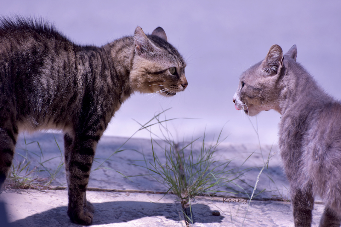 fight 