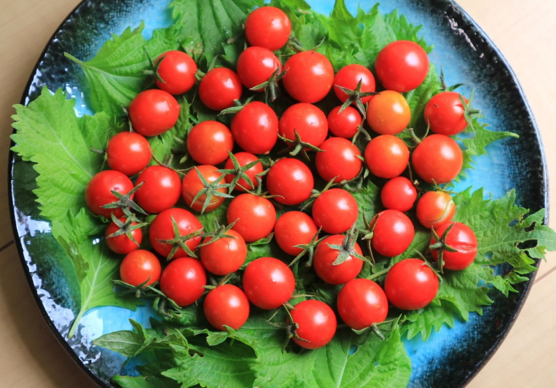 Fresh tomatos