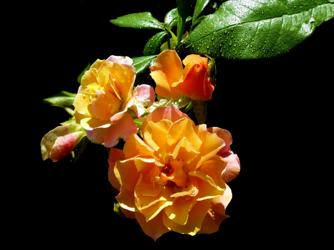 LICHT